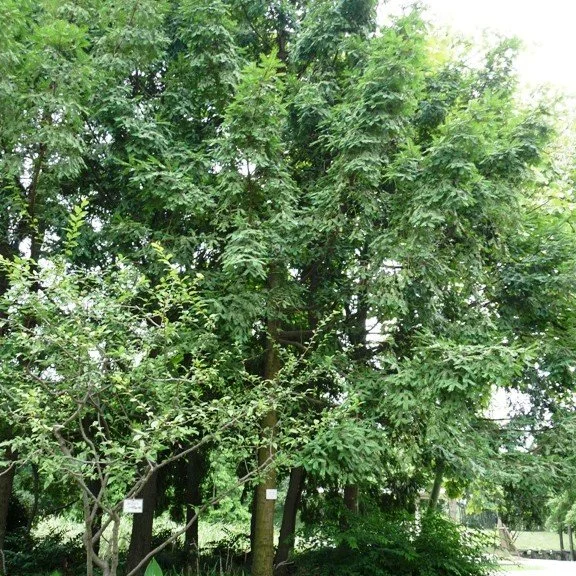 Chinese Nutmeg — Wanderlust Nursery